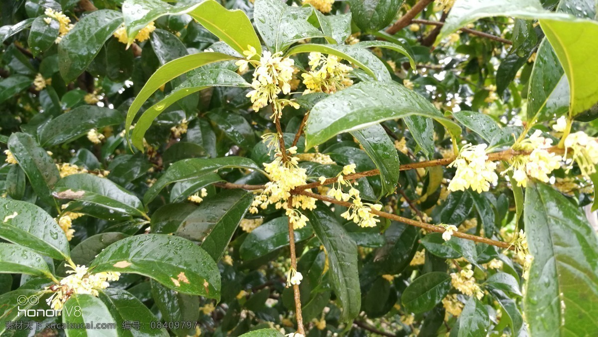 公园 里 桂花 香 大自然 无锡旅游 九里河 湿地公园 江南美景 江南水乡 草地 植物 景区 风景 空气清新 2017 无锡 九里 河 旅游摄影 自然风景