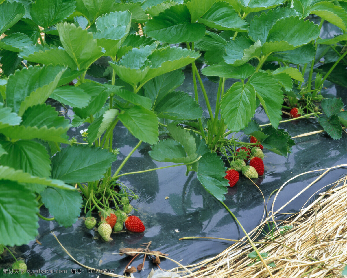 草莓地图片 鲜水果 草莓 草莓地 新鲜 采摘 生物世界 水果