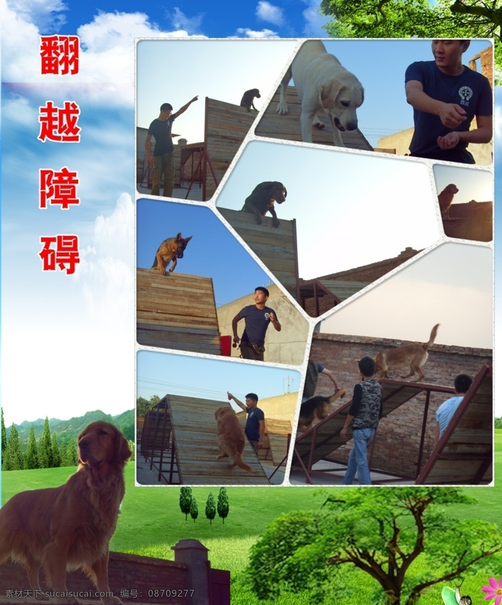 训犬海报 狗 犬 训犬 蓝天草地白云 树 训狗