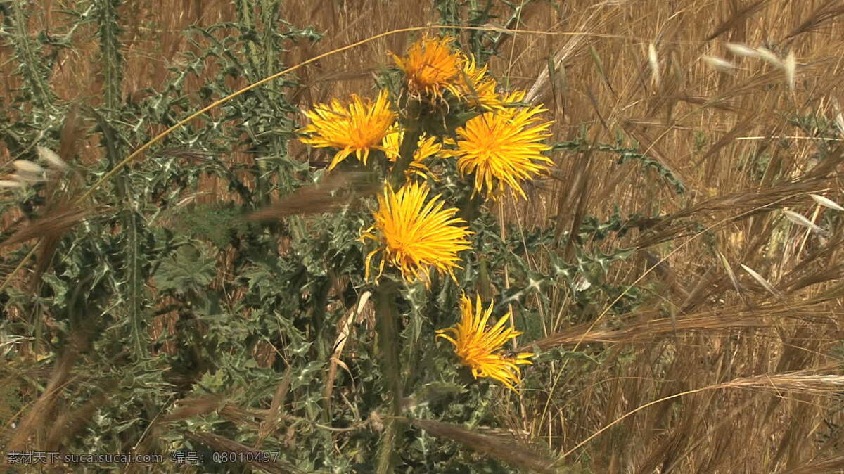 西西里岛 杂草 股票 录像 草 视频免费下载 意大利 17花 其他视频