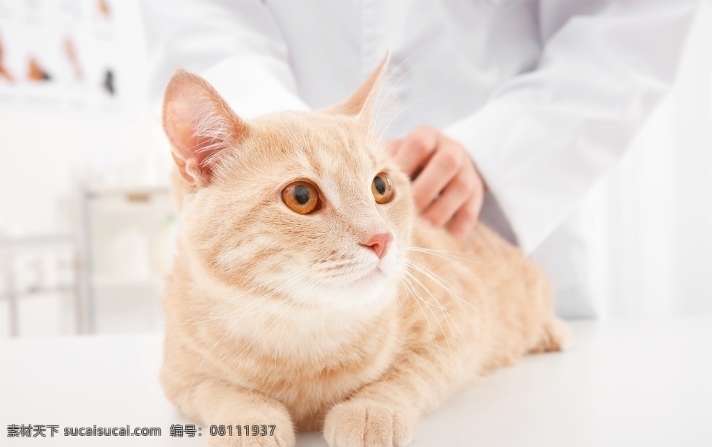 宠物猫图片 喵 猫咪 宠物 萌宠 家猫 动物 可爱 萌猫 小猫 宠物猫 喵星人 可爱的动物 生物世界 家禽家畜
