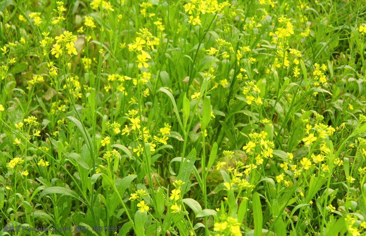 油菜花 春天 观光 花草 黄色 旅游 美景 农业 生物世界 小清新 唯美 psd源文件