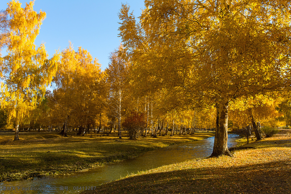 秋天 黄色 树木 风景 高清 秋季 树林 唯美