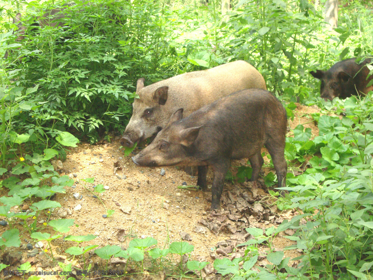 野猪 动物 野生动物 生物世界