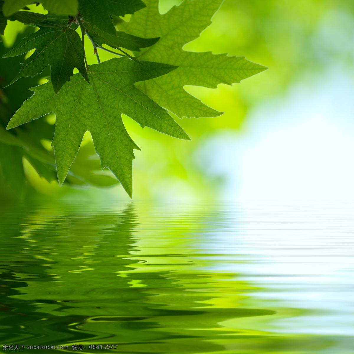 水面 上 绿色 树叶 植物 山水风景 风景图片
