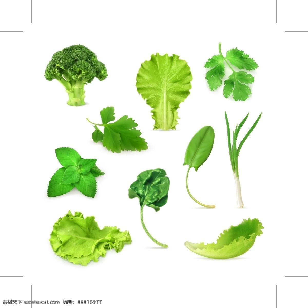 绿色蔬菜 精美绿色蔬菜 西兰花 生菜 香菜 芹菜 罗勒 薄荷 菠菜 油菜 蔬菜 图标 生活百科