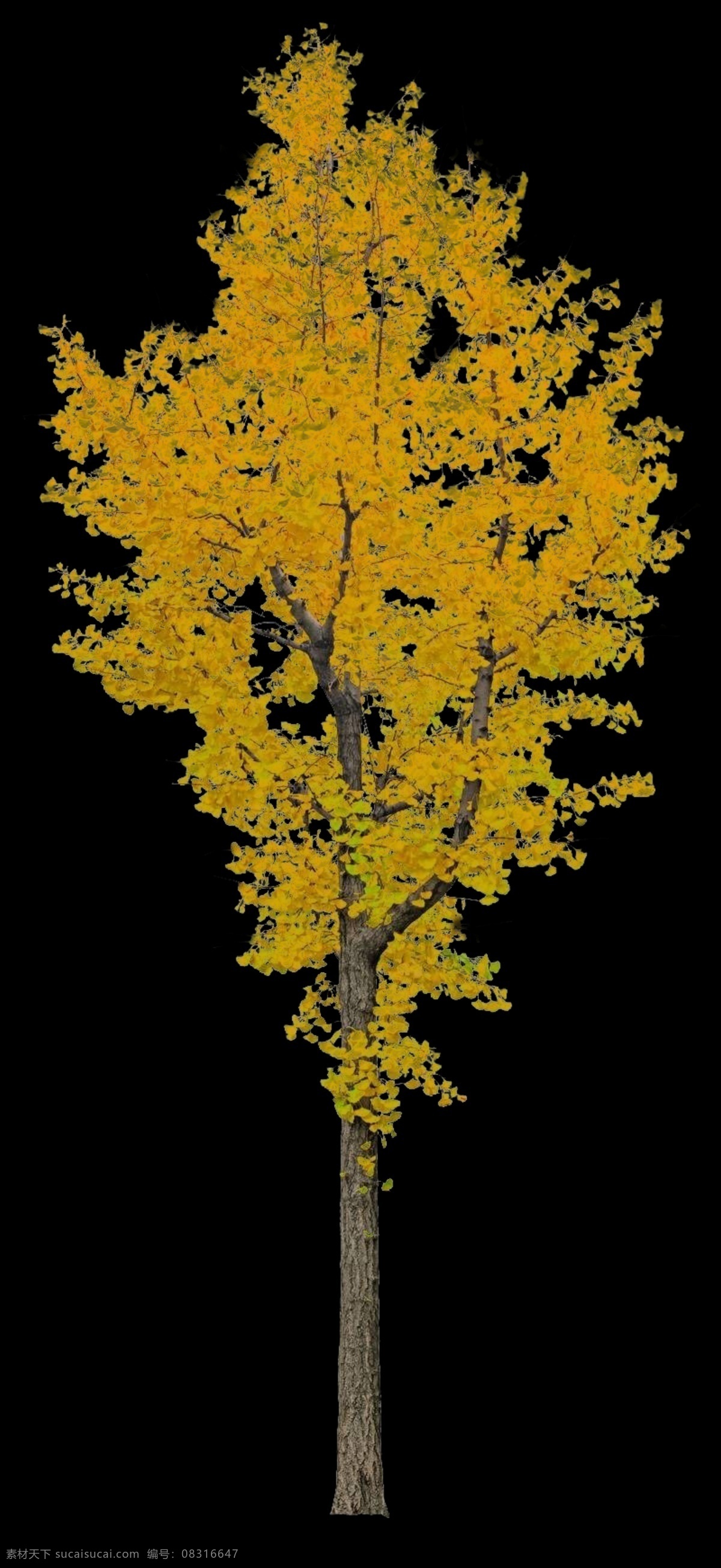 银杏树 分层 素材图片 银杏 园林 树木 植物