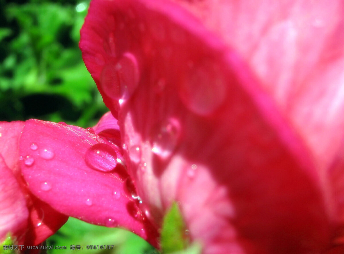 粉红花瓣 花草 绿叶 生物世界 水珠 阳光 花瓣 上 水滴 花瓣上的水滴 psd源文件