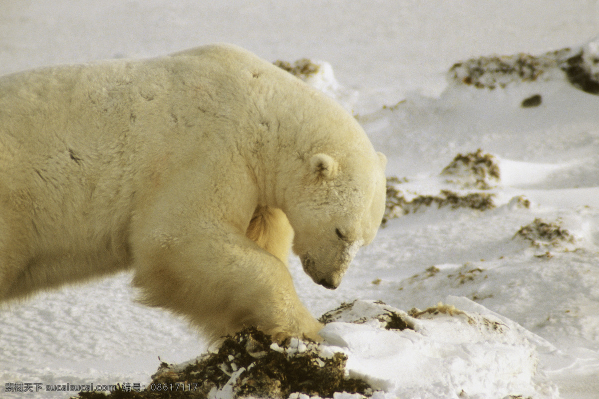 北极熊 脯乳动物 保护动物 熊 雪地 野生动物 生物世界 摄影图 高清图片 陆地动物