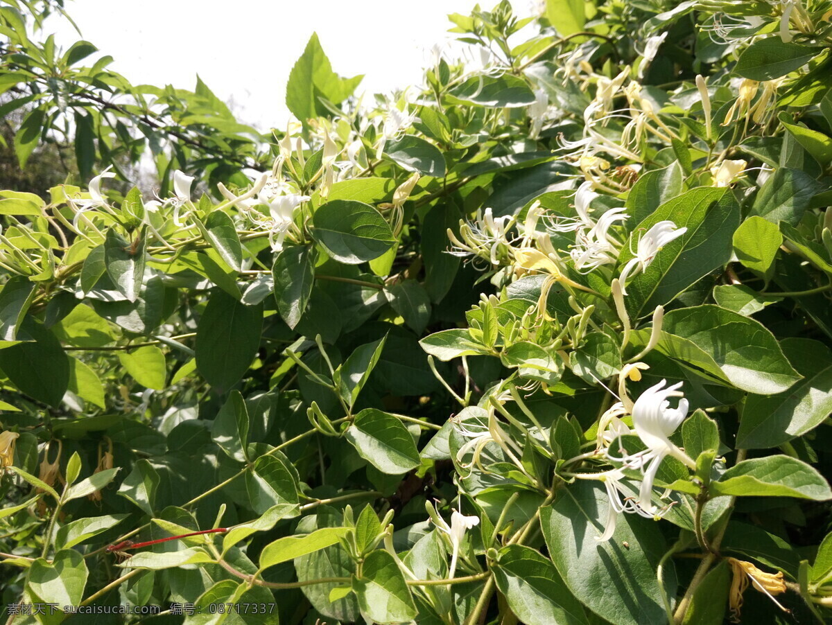 金银花 自然风景 银花 金花 风景 生物世界 花草