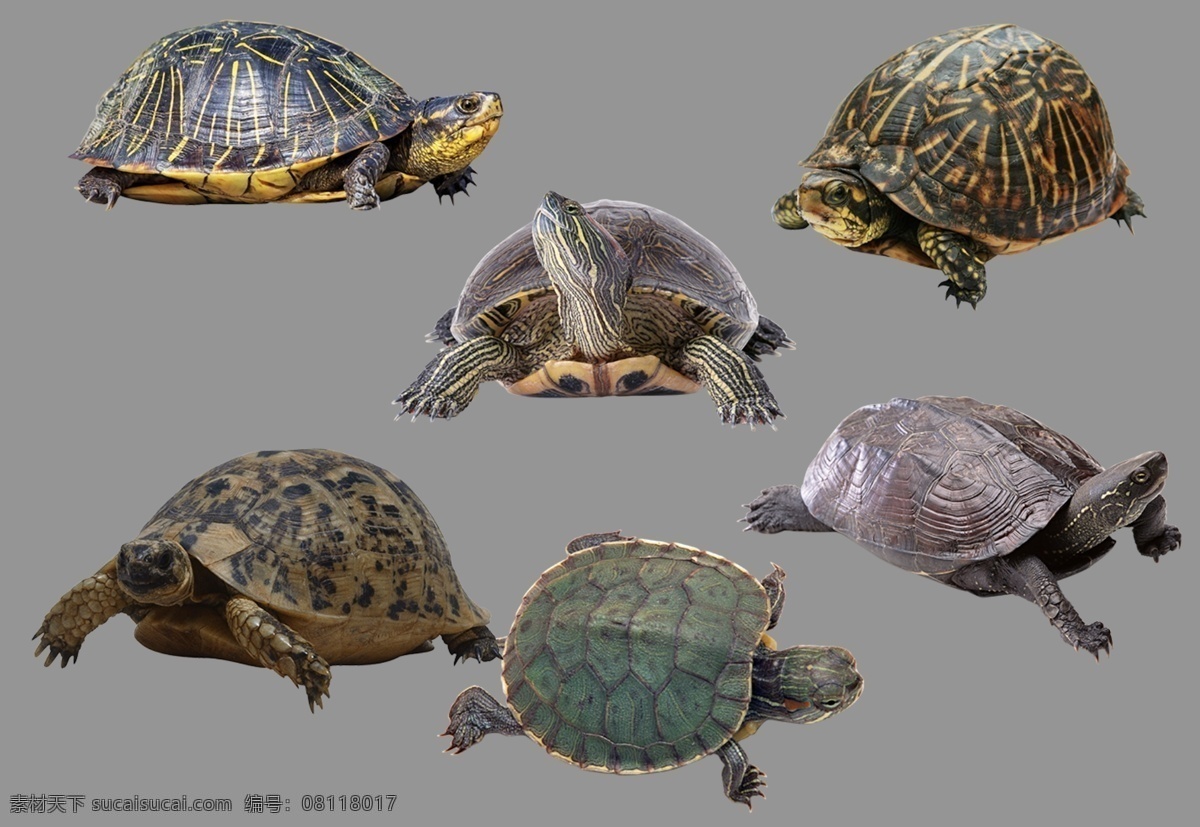 海龟图片 乌龟 王八 长寿 龟 海龟 洞庭湖 大海 海洋生物 生物世界 透明底 免抠图 分层图 分层 动物透明底
