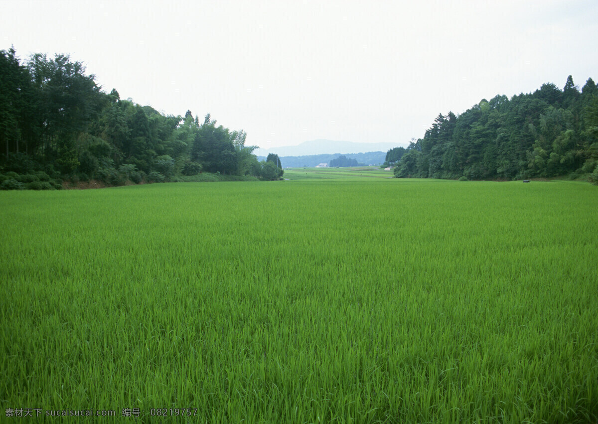 白云 草地 草原 房屋 花朵 蓝天 陆地 旅游摄影 山 摄影图 田野 远山 近山 一片原野 自然风光 农家生活 自然景观 风景 生活 旅游餐饮