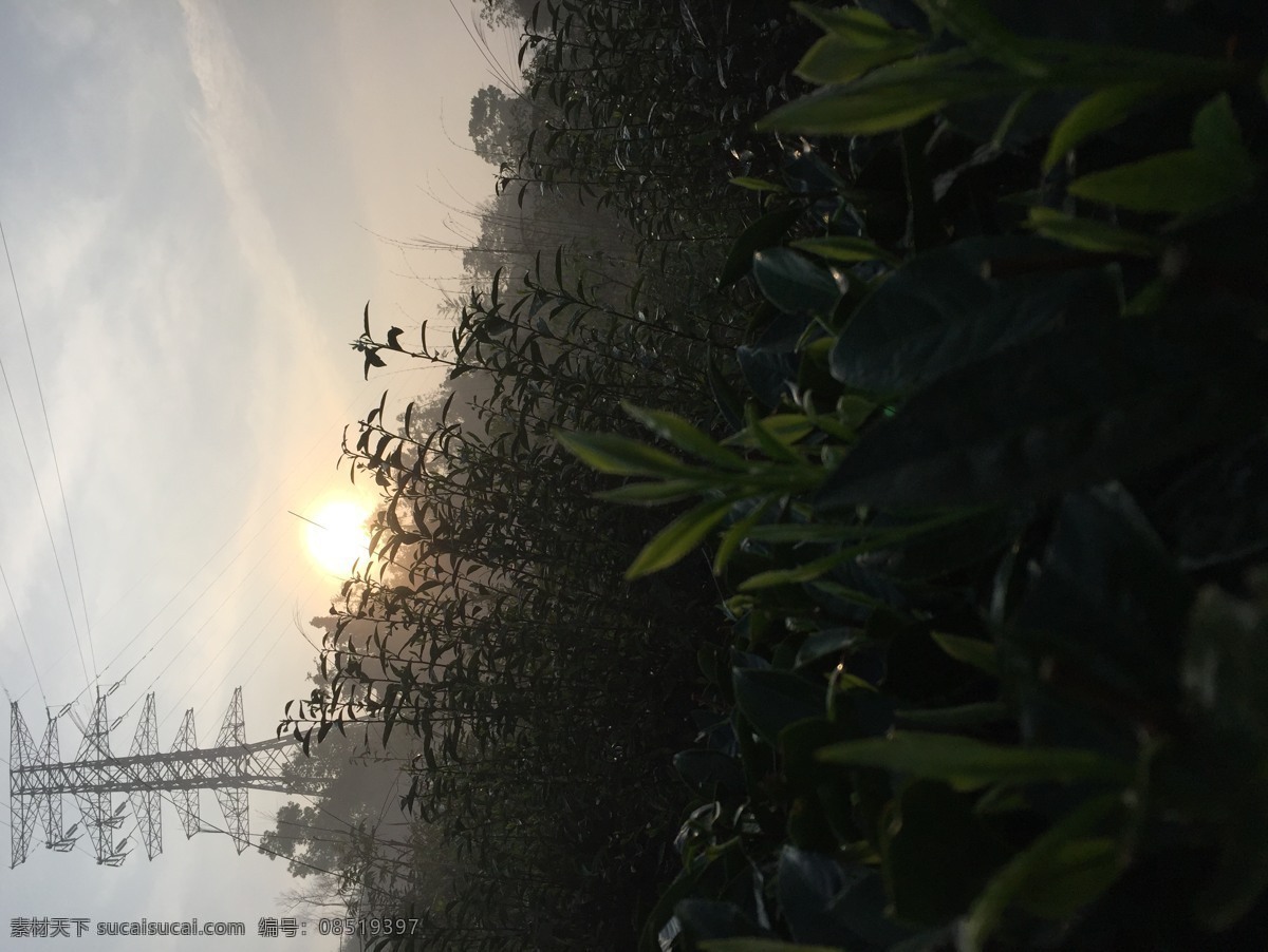 清晨茶园 清晨 茶园 白茶产地 明前春茶 高山茶 自然景观 自然风景