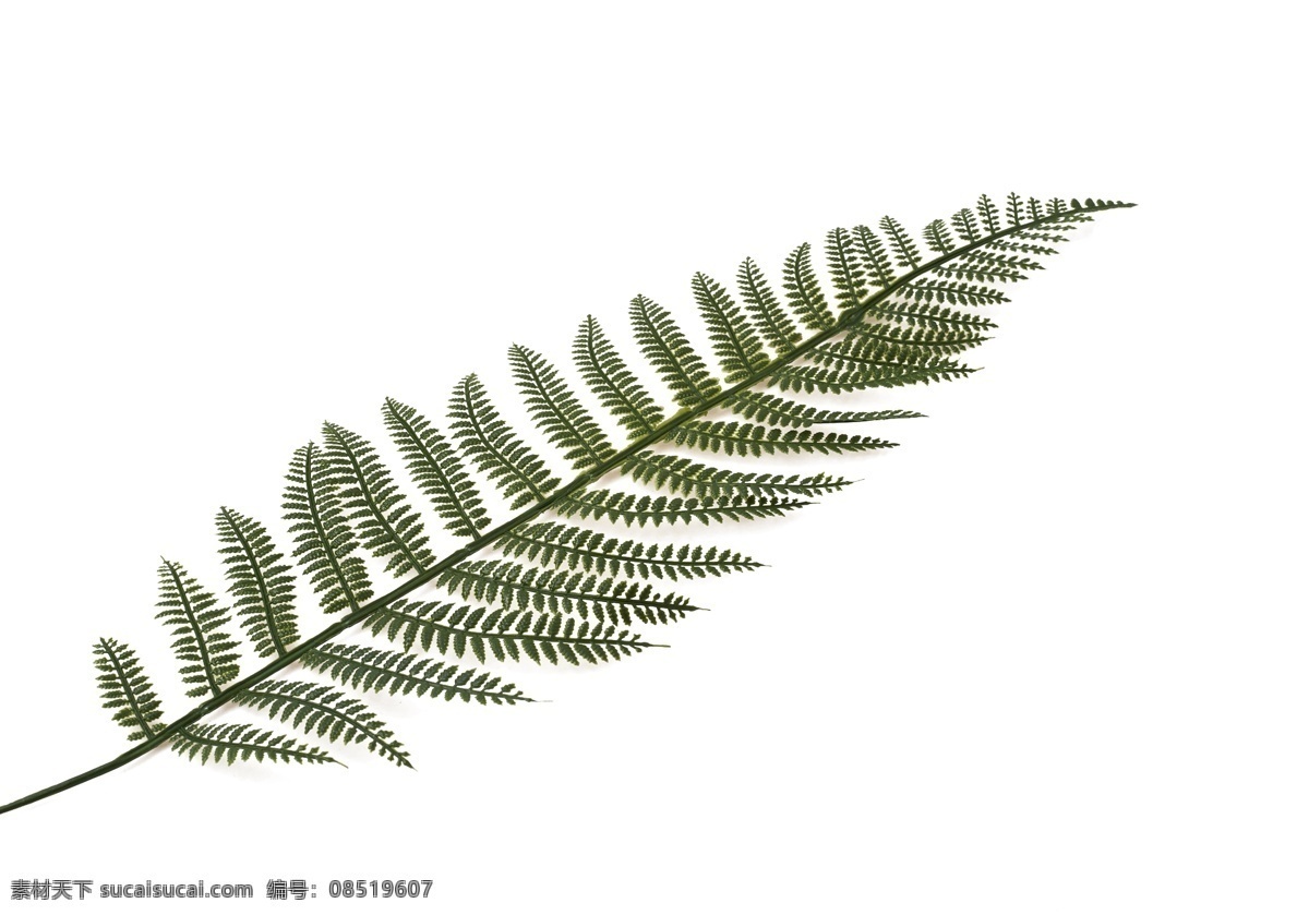 一片绿叶 绿叶 树叶 植物