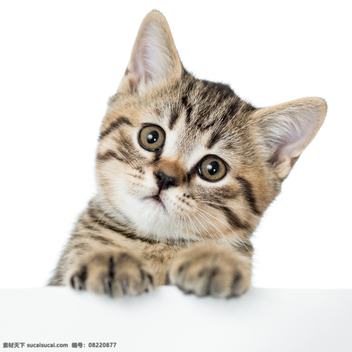 超 萌 小猫 高清 可爱 萌宠 宠物 动物 咪咪