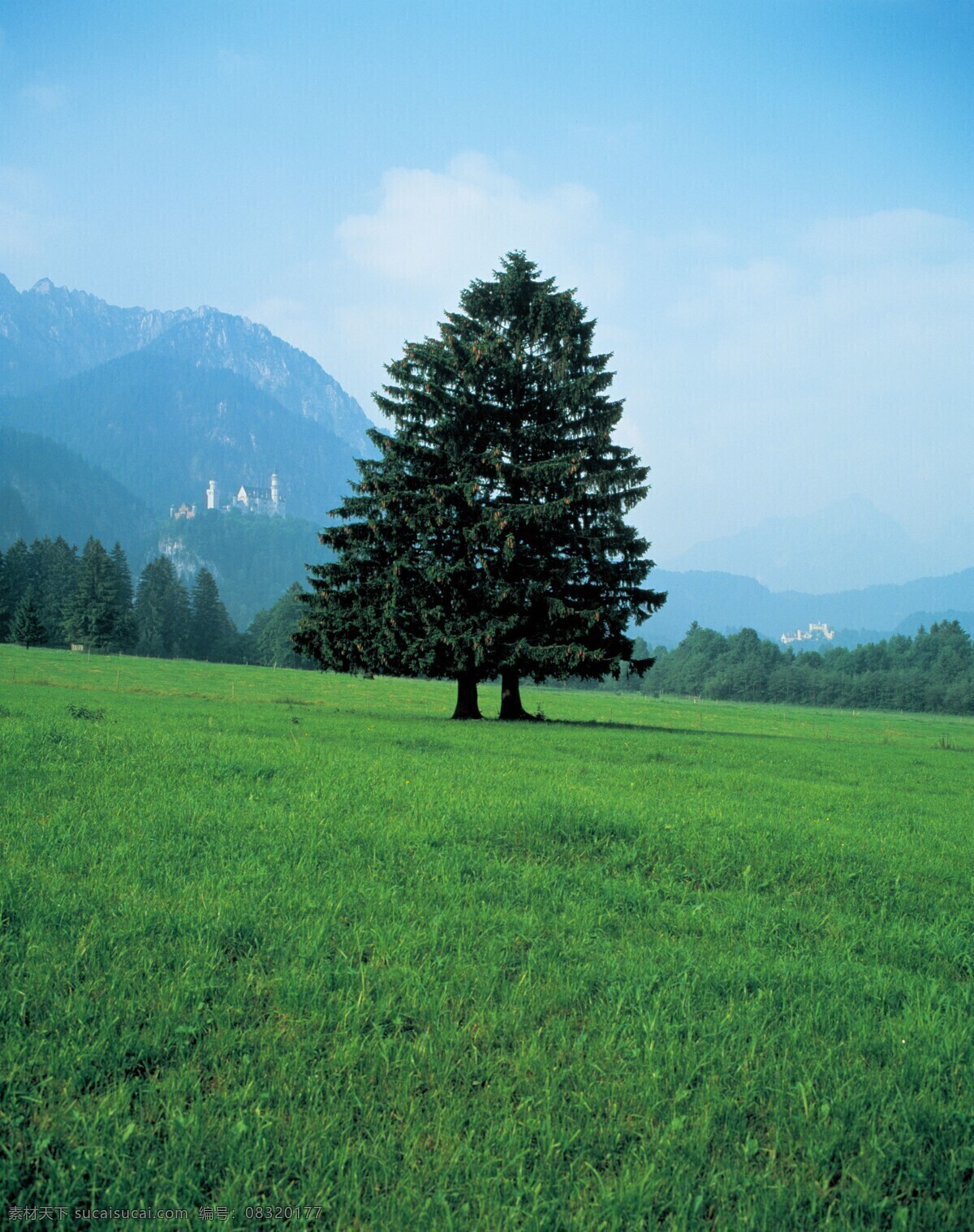 森林风景图片 自然景观 森林风景 行道树 行道树风景 自然风景 唯美风景 风景 风景图片 风景壁纸 大自然风景 自然风光 大自然风光 唯美图片 唯美壁纸 创意图片 植物 植物图片 绿色植物 花草树木 电脑壁纸 美景 美景图片 美景壁纸 旅游风景 森林 森林景观 森林植物
