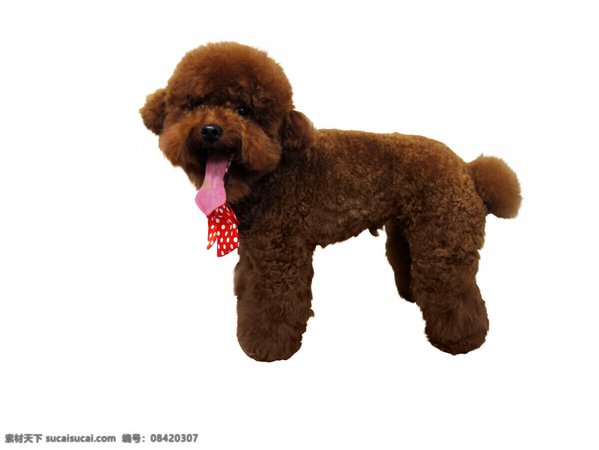 宠物 动物 狗狗 家禽家畜 生物 生物世界 泰迪 狗 泰迪狗 小型犬 玩具 红贵宾 psd源文件