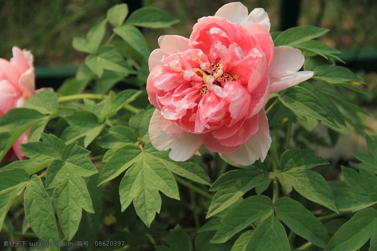 牡丹花 摄影图片 春季 花 花草 牡丹 生物世界 牡丹花摄影 psd源文件