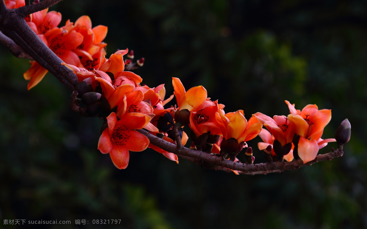 木棉花