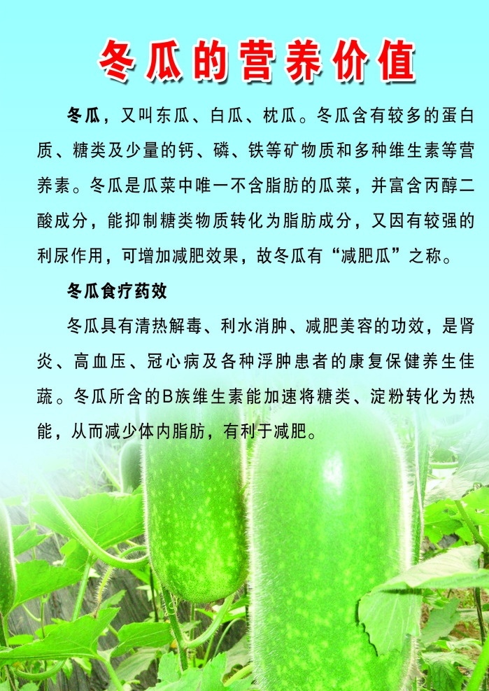 冬瓜 营养 价值 作用 药用价值 分层
