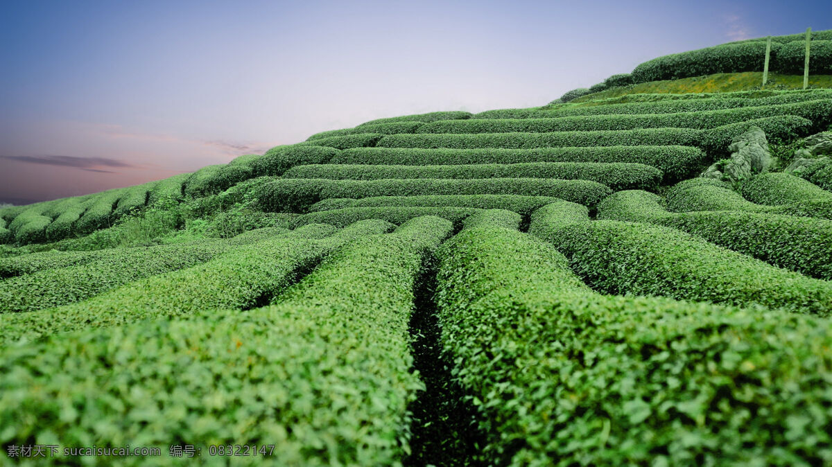 茶林 茶叶 山茶 茶 茶树 梯田 照片 自然景观 自然风景