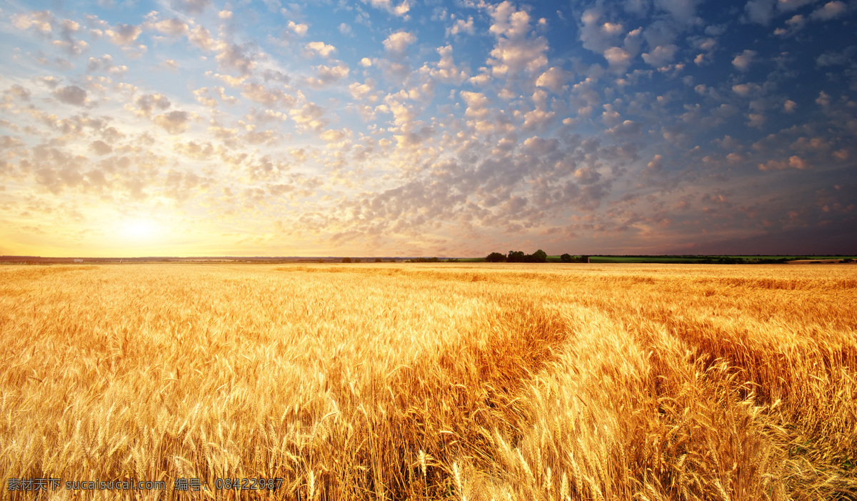黄昏下的麦田 蓝天 白云 阳光 太阳 田野 麦田 金色小麦 秋收 农场 农作物 大自然 美丽风景 自然美景 风景 丰收 麦子