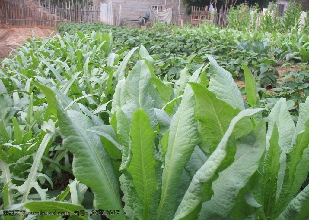 苦麦菜 菜地 菜园 土地 田地 种植 庄稼 蔬菜 青菜 农作物 油麦菜 生物世界