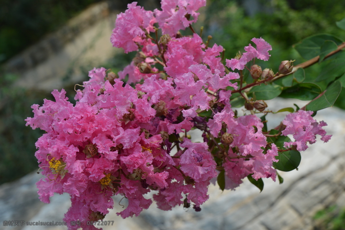 紫薇花 满堂红 灌木 紫薇 花卉 枝叶 花儿 花草 园林绿化 绿化景观 生物世界