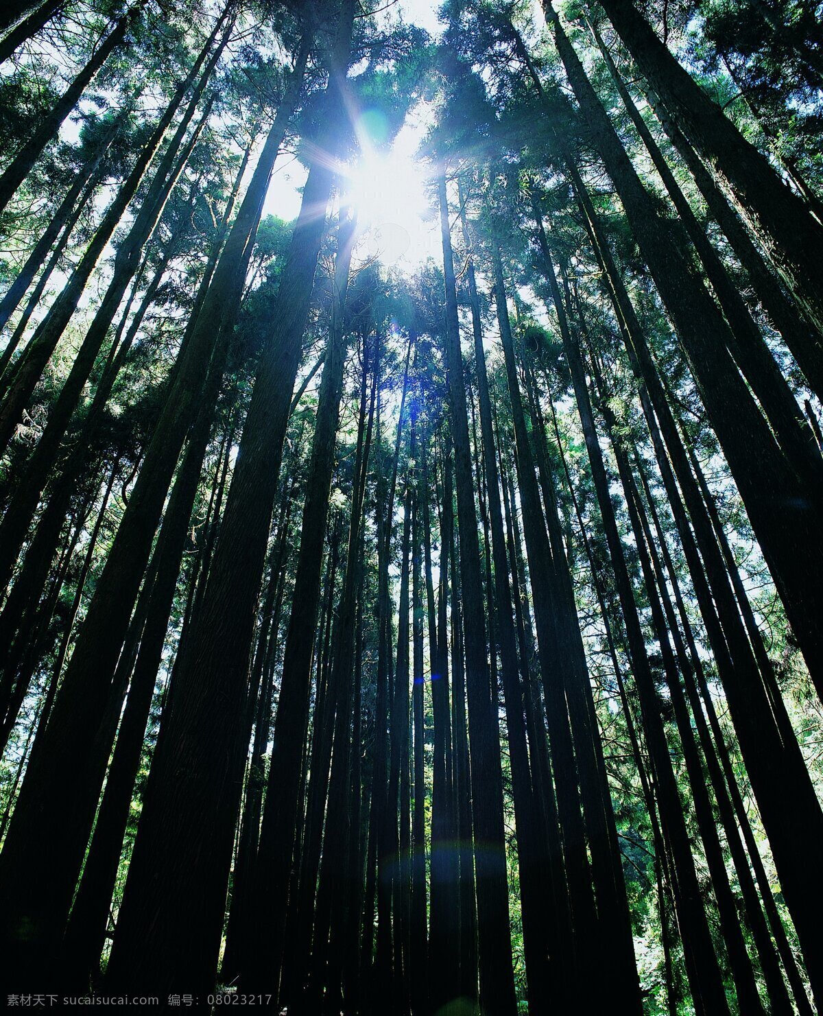 夏季景色