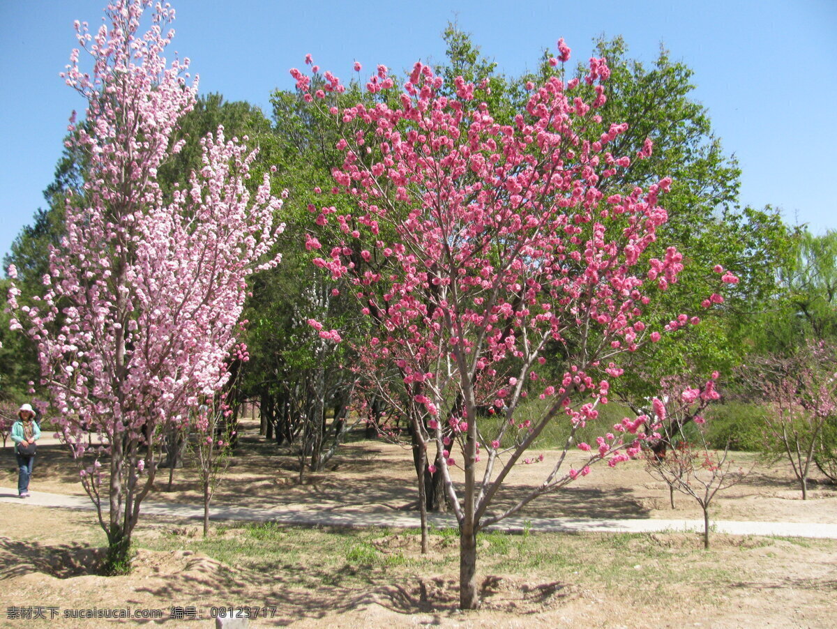 碧桃 粉叶碧桃 千叶桃花 树干 树枝 花卉 花儿 花骨朵 花草 园林景观 绿化景观 装饰画 背景素材 樱桃杏李 生物世界