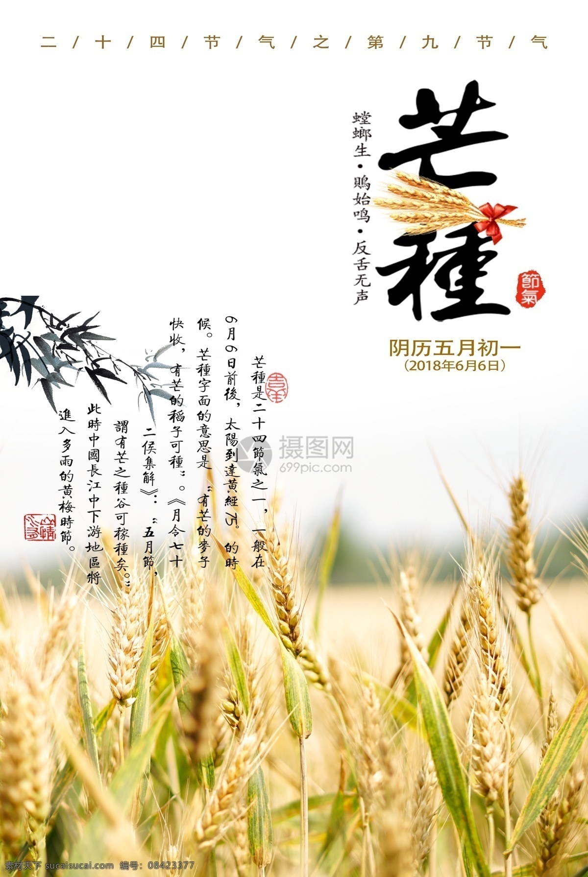 水稻 春雨 小麦 大田 大米素材 自然景观 自然风光
