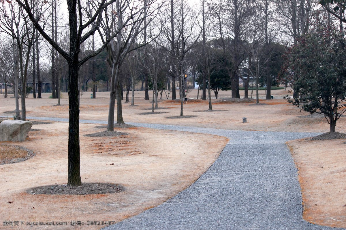 树林 秋天 树枝 树干 树林背景 林荫 河边 蓝天公园大道 林荫大道 小道 幽静 河畔 河边树林 公园 树木 黄色树林 黄树林 森林 林子 绿树林 春天 公园树木 大树 萧瑟 自然景观 生物世界 树木树叶