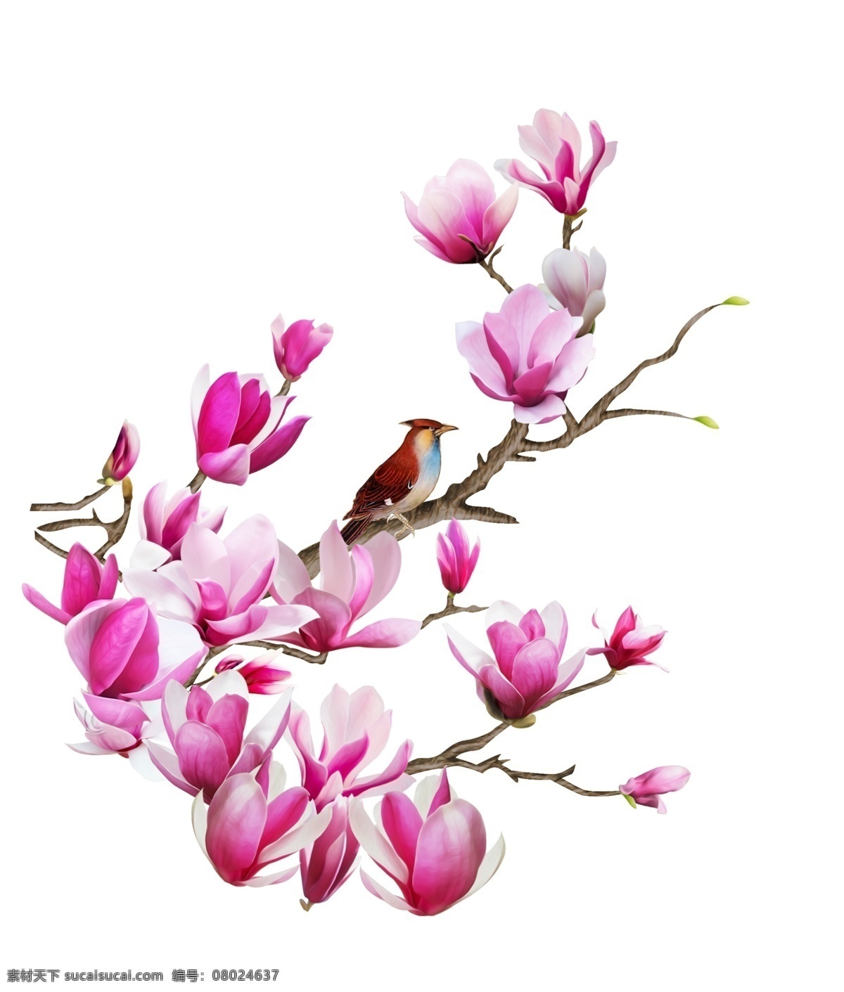 玉兰 玉兰花 鸟 插图 背景 天空 开花 玉兰树 花卉 绽放 盛开 花枝 花朵 粉红色 红玉兰 自然景观 人文景观