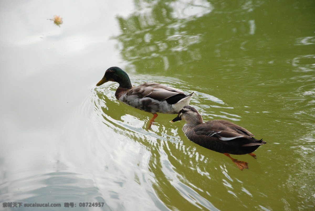 云南 大理 蝴蝶泉 景区 鸳鸯戏水 鸳鸯 水波 碧波 双对 生物世界 鸟类