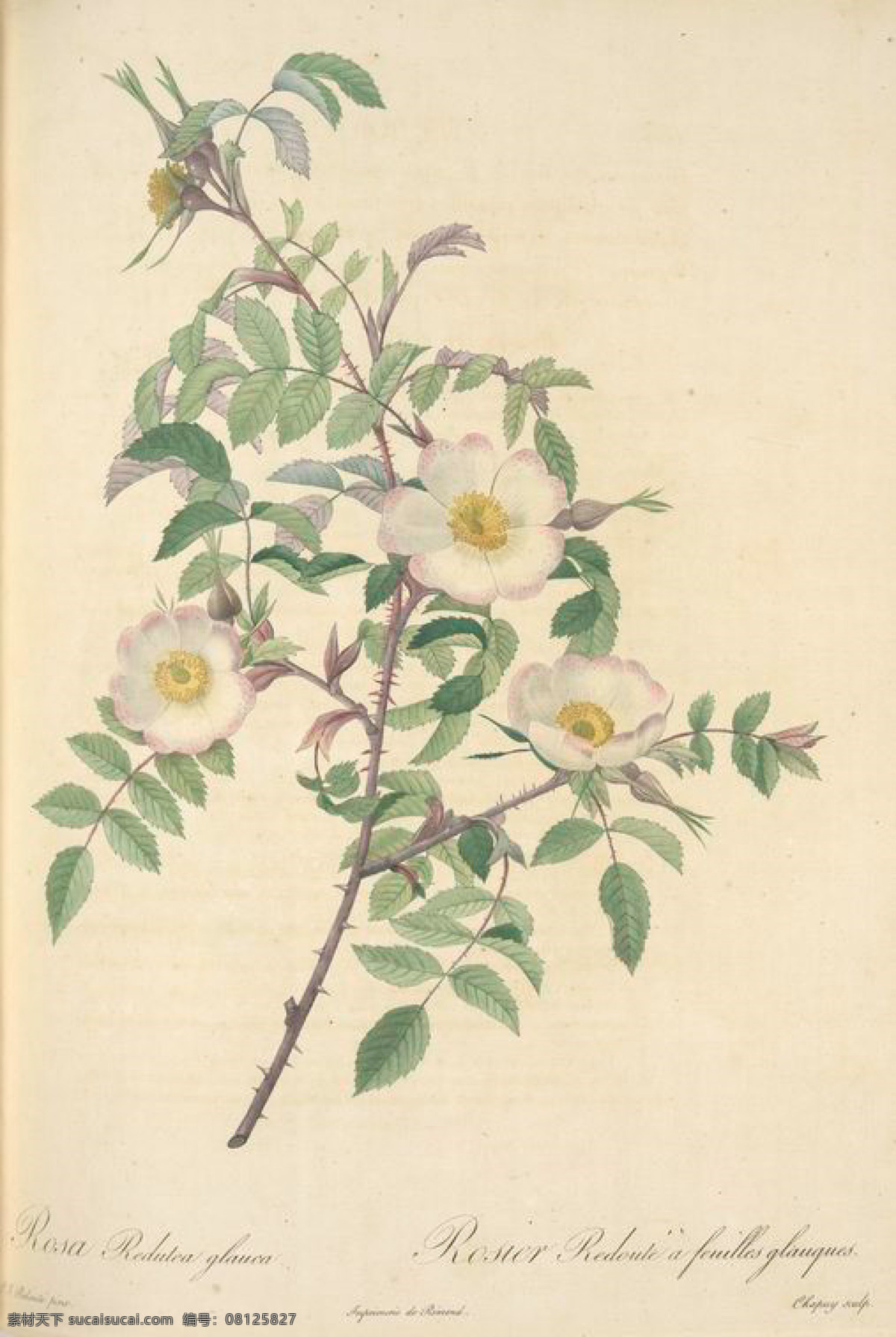复古 油画 白色 花朵 花 花卉 玫瑰 艺术名画 植物图 文化艺术
