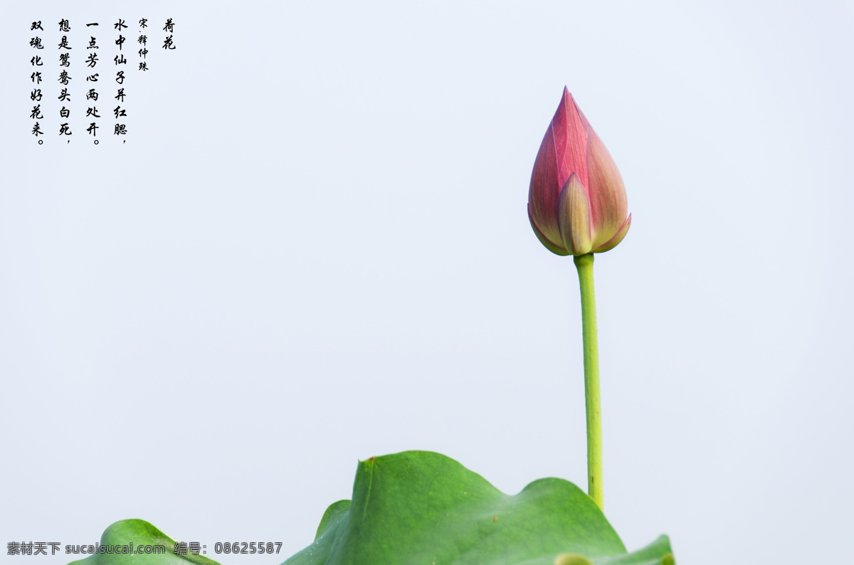 荷花 芙蓉花 莲花 绿叶 绿荷 荷叶 菡萏 田园景色 壁纸 壁画 山水 自然景观 田园风光