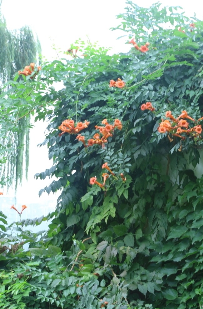 园林风景 紫葳 女藏花 凌霄 中国凌霄 凌苕 花儿 花朵 花骨朵 枝叶 藤蔓花卉 花卉 植物 花草 凌霄凌霄花 生物世界