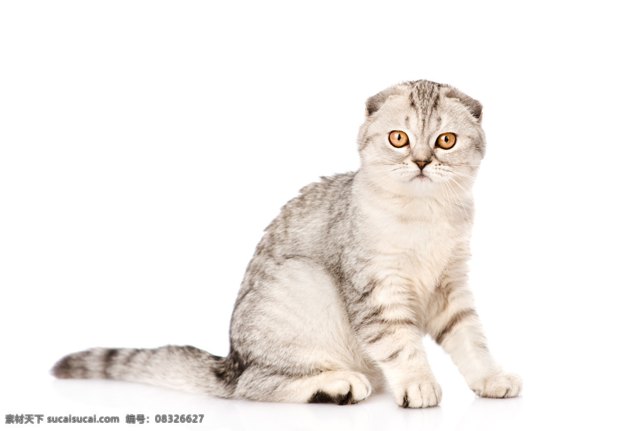 可爱 小 猫咪 可爱小猫咪 灰色 趴着 动物 宠物 猫 陆地动物 生物世界 猫咪图片
