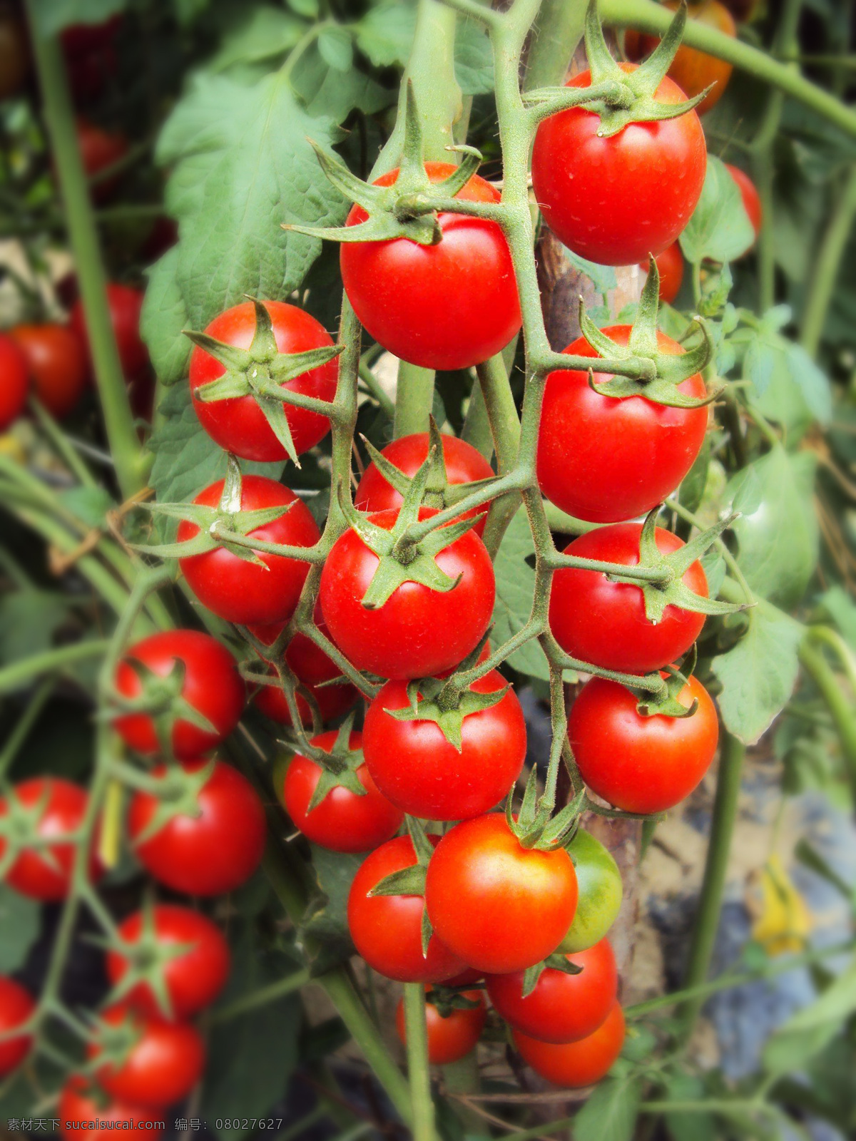 小番茄 番茄 小西红柿 西红柿 大串西红柿 新鲜番茄 新鲜西红柿 圣女果 鲜果 水果 蔬果 果蔬 新鲜果蔬 生物世界 蔬菜
