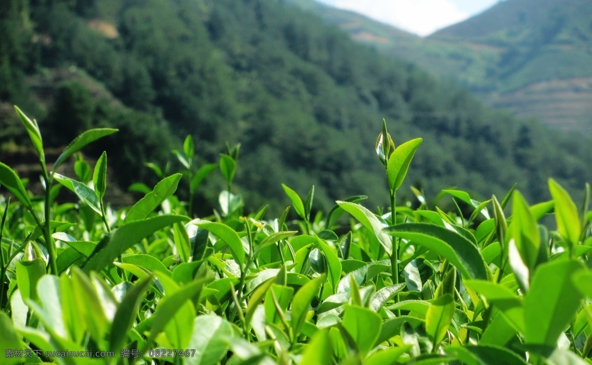 茶园 云雾 茶山 风景 茶叶 自然景观 田园风光