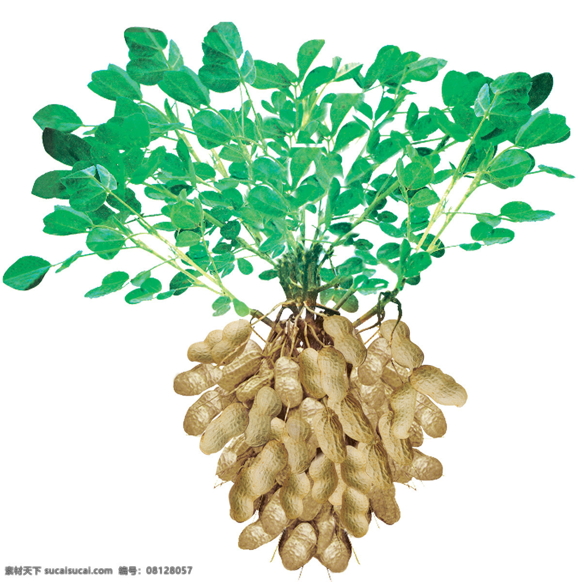 花生 棵 一棵花生 化肥素材 花生种 长果