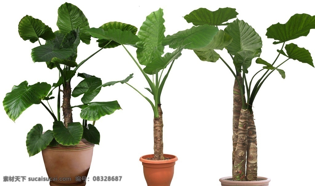 海芋盆景 植物盆景 花盆景素材 植物盆景素材 盆景素材 盆景花卉 各种盆景素材 盆景 花卉盆景 ps盆景 花卉素材盆景 花卉盆景名片 花卉盆景专卖 盆景树桩盆景 山石盆景 盆景树 树桩盆景柏 花卉盆景素材 盆景造型 花果盆景 园林盆景盆景 盆景园林素材 分层