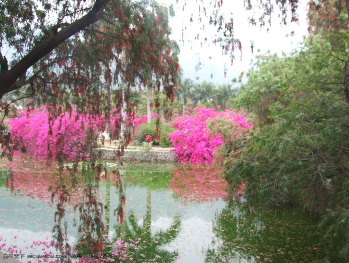 簕杜鹃造景 簕杜鹃 三角梅 水面 绿树 花草 生物世界