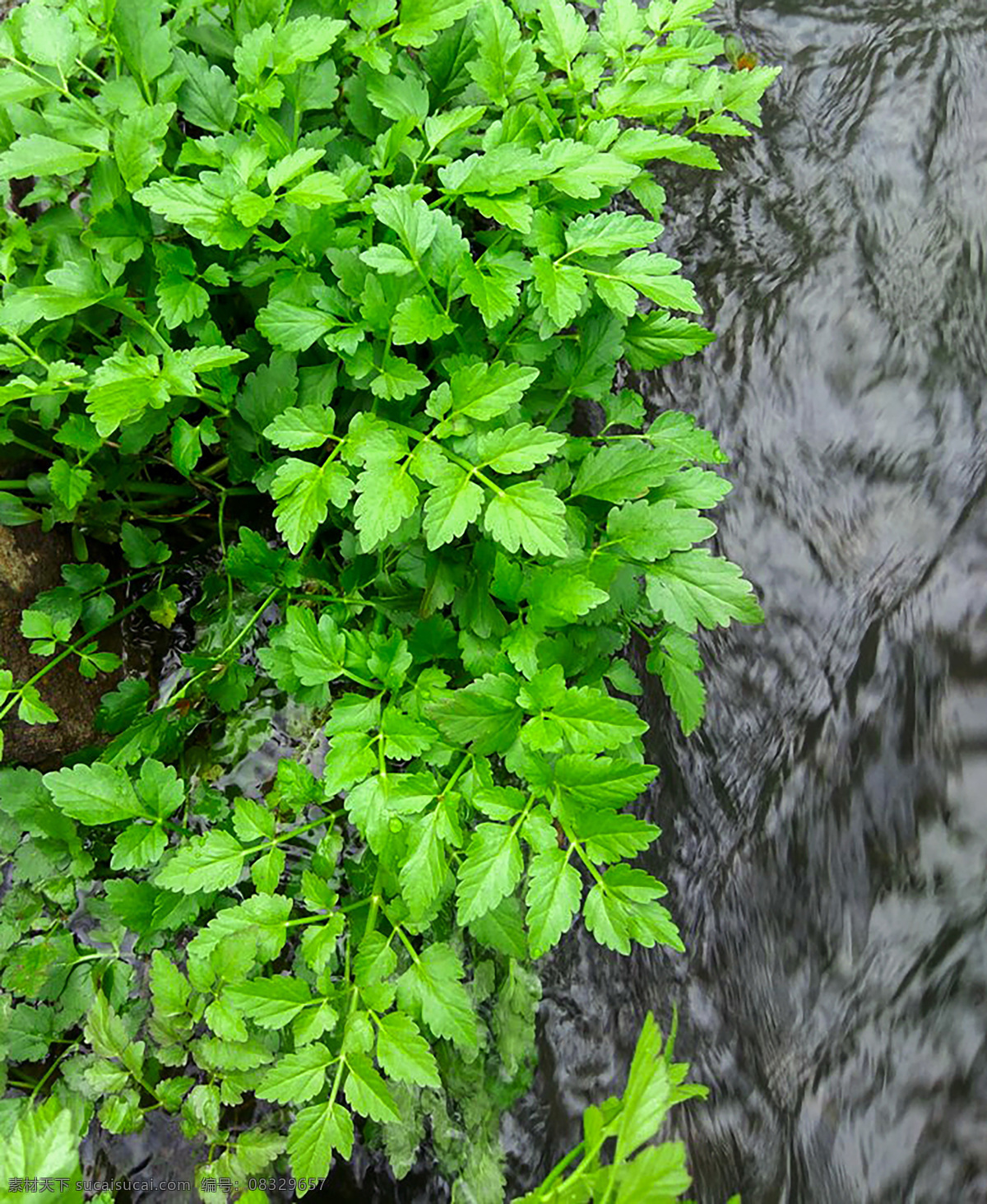 水芹菜 野菜 绿色 植物 流水 生物世界 花草