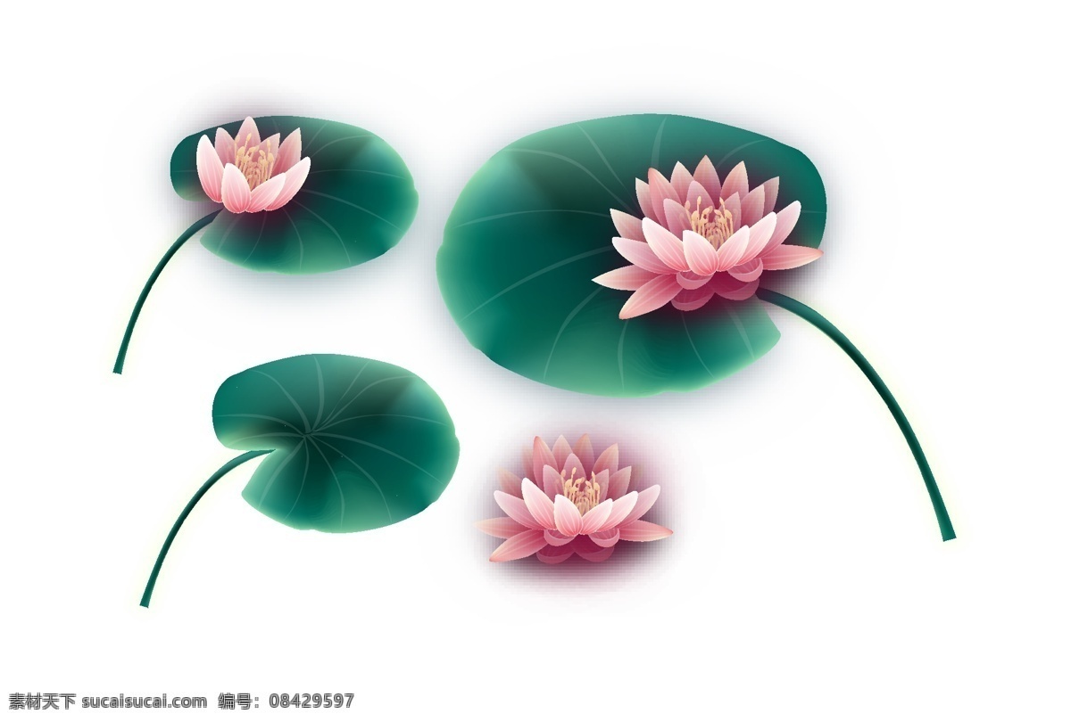 荷花