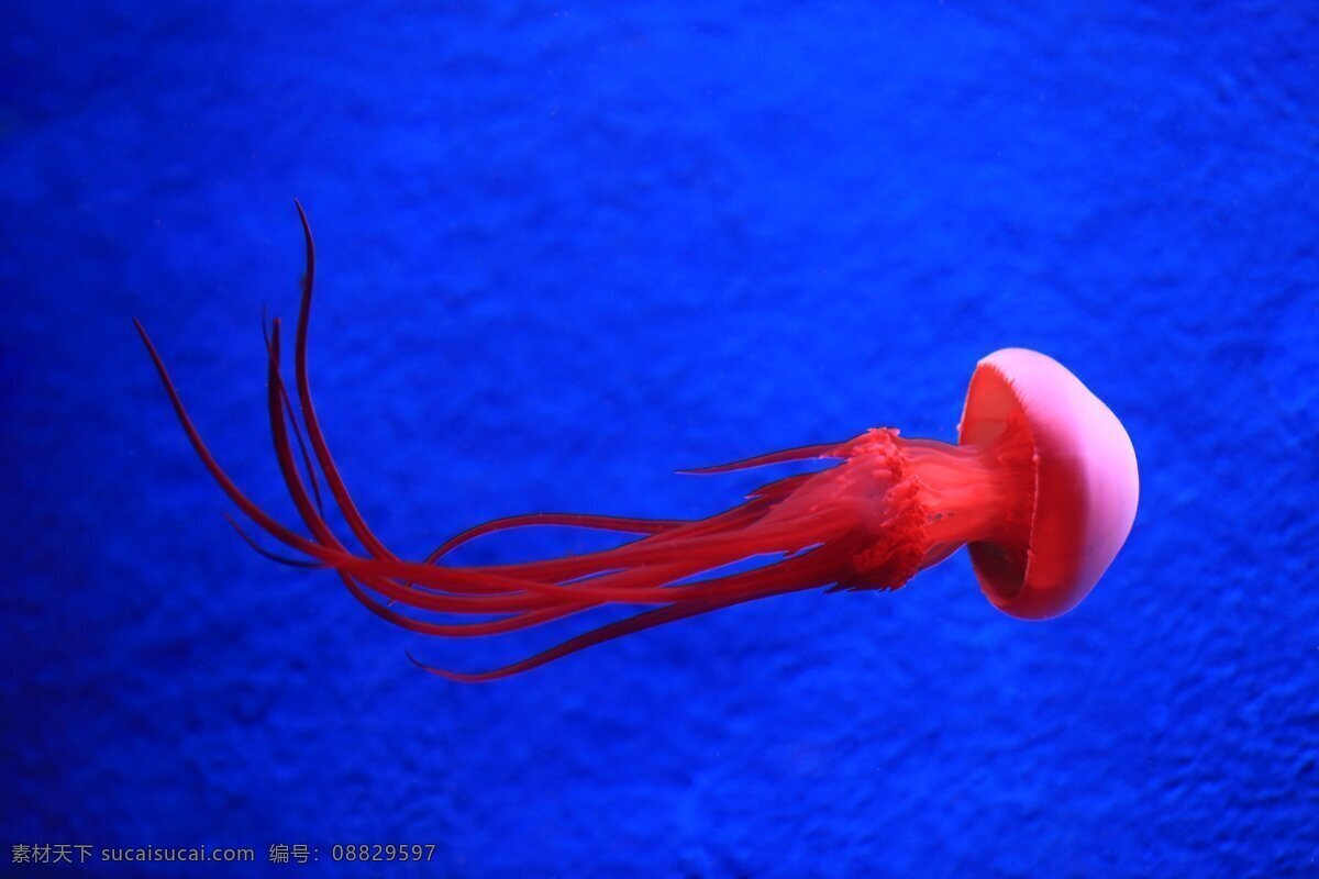 红色 水母 高清 海洋 生物 浮游生物 海洋生物