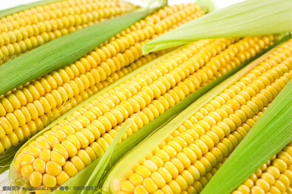 玉米 玉米棒 甜玉米 包谷 苞米 棒子 玉米棒子 食物原料 五谷杂粮 餐饮美食
