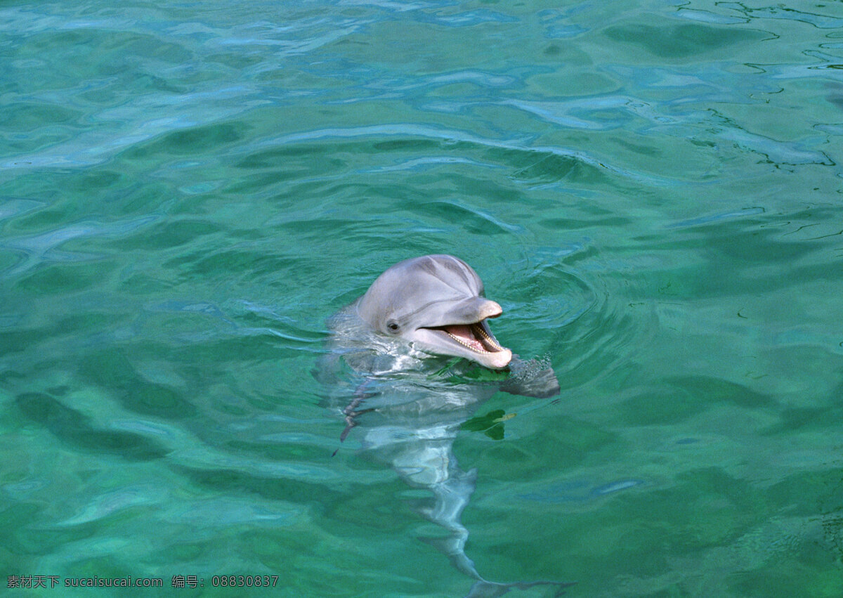 海豚免费下载 海豚尖叫 浮出水面 生物世界