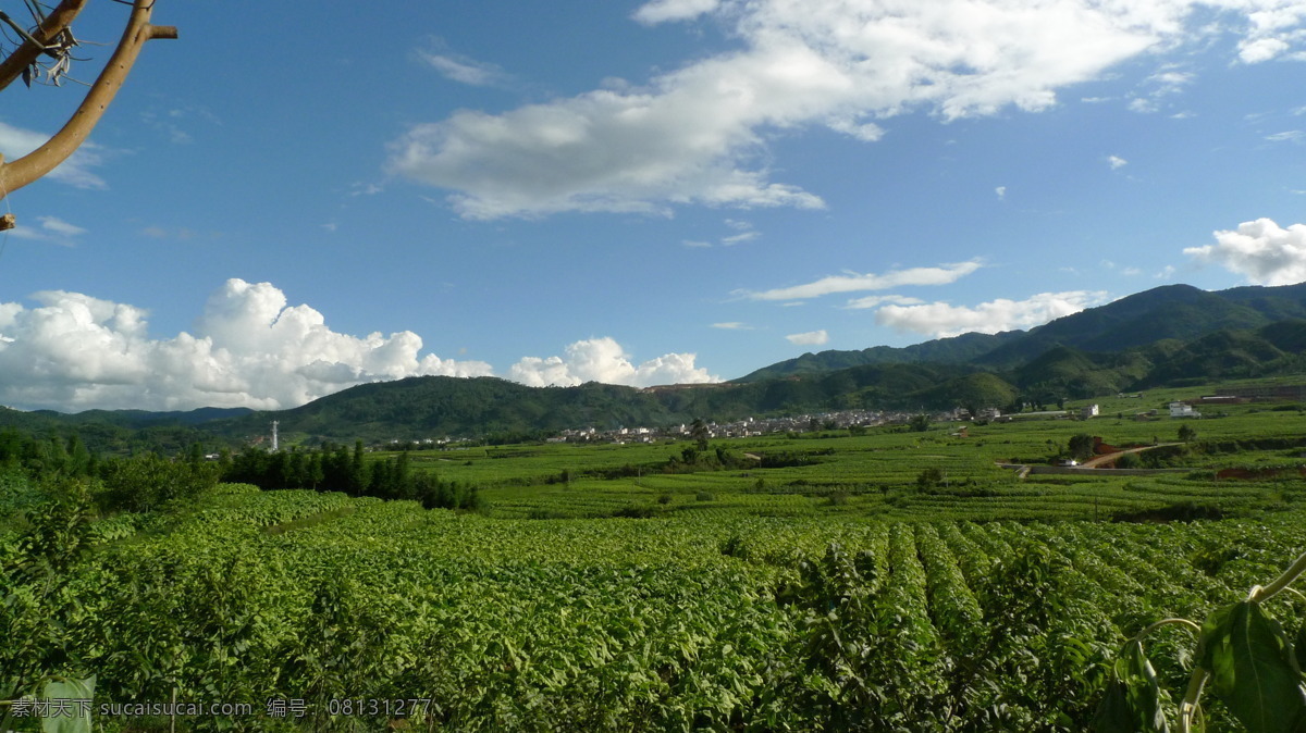 连片烤烟田 烤烟 烟田 烟地 烟草 烟叶 绿色 植物 农作物 经济作物 连片 蓝天 白云 青山 村落 村子 晴朗 田园风光 自然景观