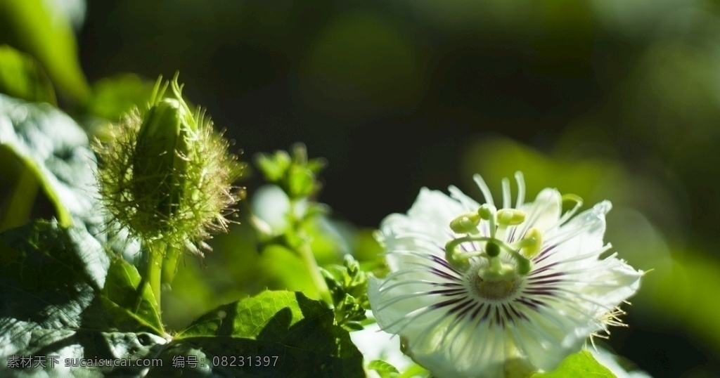 植物 白 鲜花 春 花园 盛开 开花 自然 夏天 雏菊 树 玫瑰 窗口 化妆 婚礼 唯美图片 唯美壁纸 壁纸图片 桌面壁纸 壁纸 背景素材 手机壁纸 创意 生物世界 花草